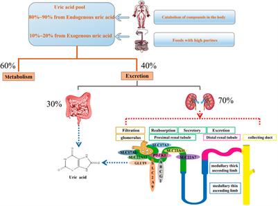 Function of Uric Acid Transporters and Their Inhibitors in Hyperuricaemia